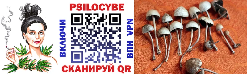 Псилоцибиновые грибы Psilocybine cubensis цены наркотик Никольск